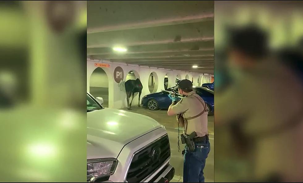 Moose Rescued From Vail Parking Garage