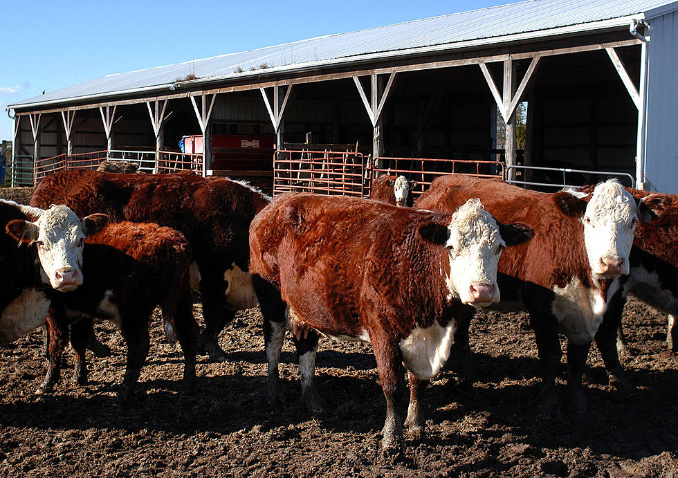 Cattle Producers Have a Beef With 35-Year Marketing Campaign