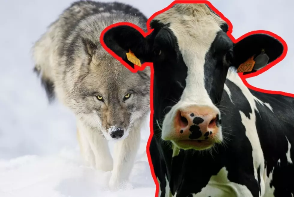 A Colorado Horror Story: Wolves vs. Cows