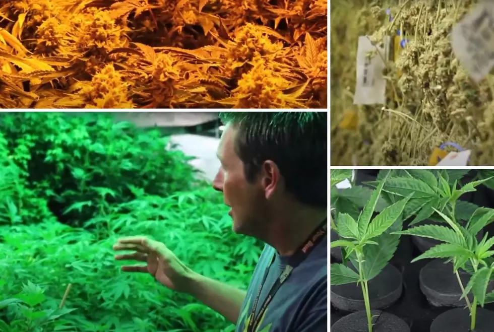 Tour Colorado’s ‘Medicine Man Weed Factory’ Marijuana Facility