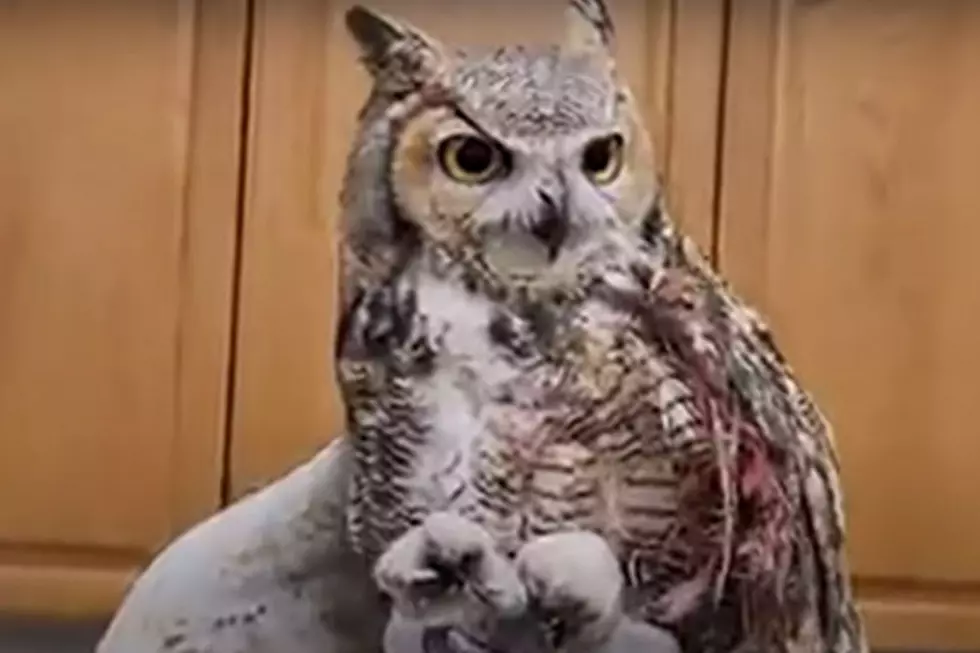 Owl Rescued from Colorado Truck Expected to Recover