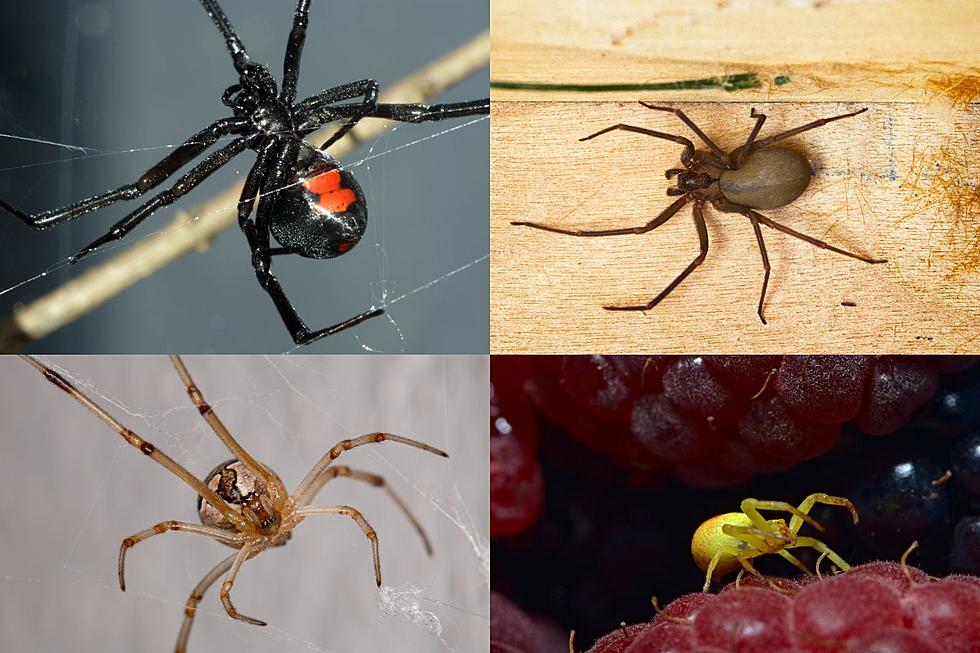 Watch Out for Colorado’s Four Most Dangerous Spiders