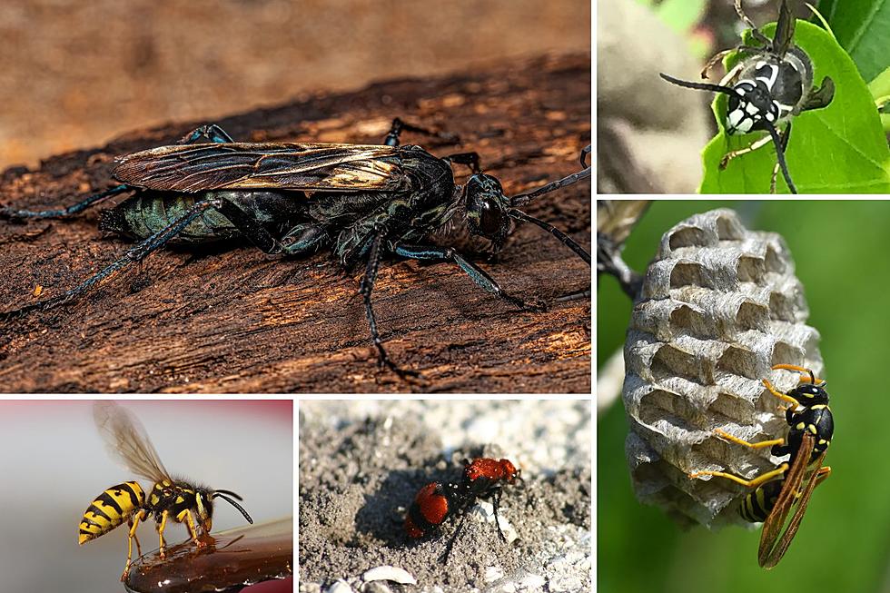 OUCH: Five Wasps in Colorado with the Most Painful Stings