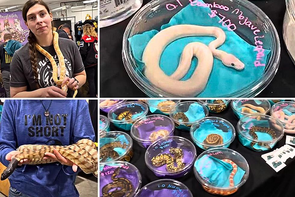 One Colorado Town is Hosting Six Reptile Expos this Year