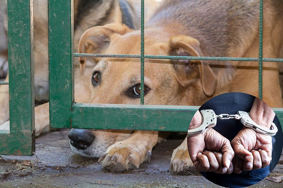 What is the Penalty for Animal Cruelty or Neglect in Colorado?