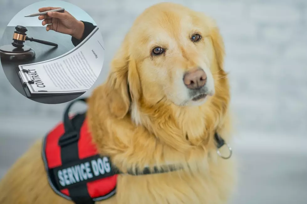 What Are the Penalties of Faking a Service Animal in Colorado?