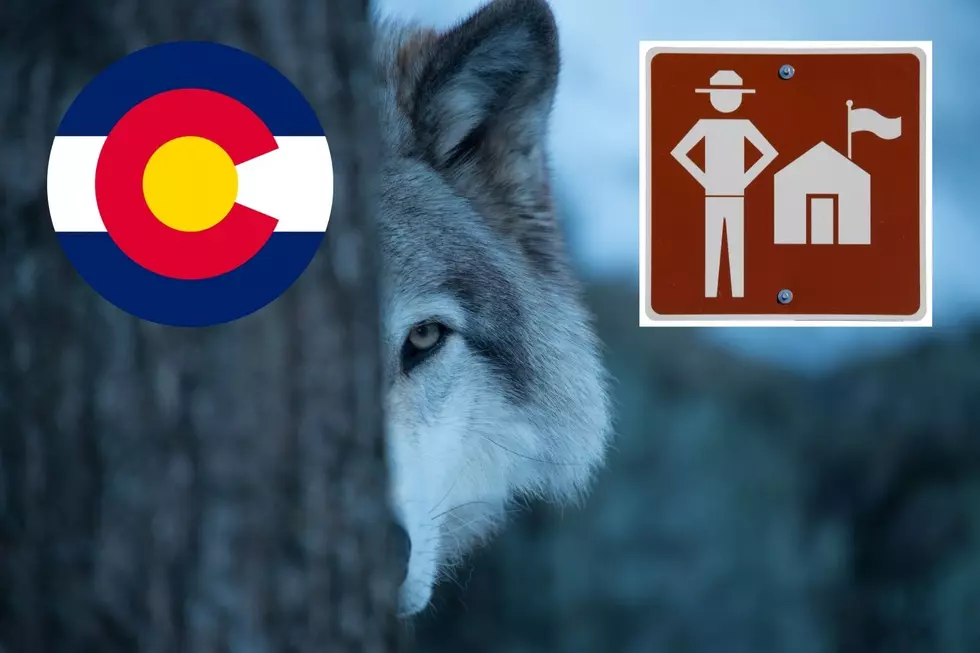 Wolf Attack: First to Be Reported Since Colorado’s Reintroduction