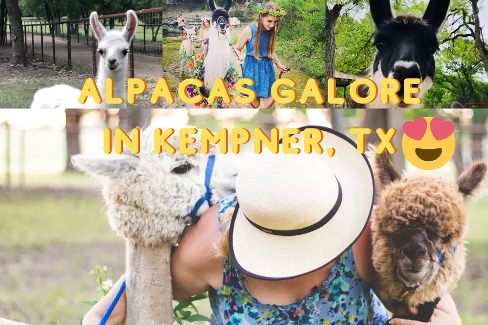 Alpaca My Bags and Meet You At This Charming Airbnb in Kempner, Texas