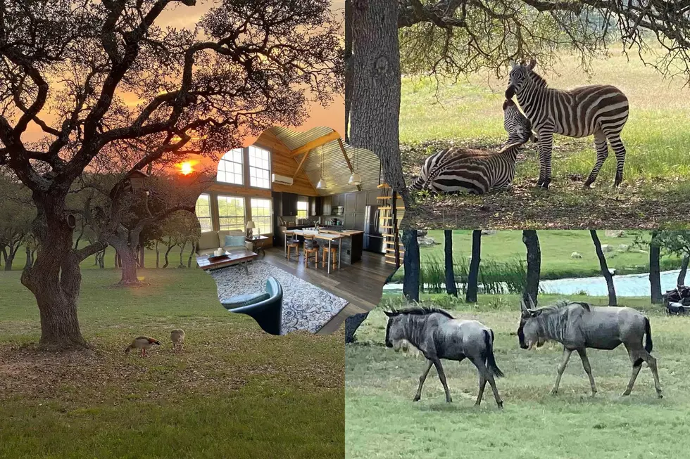 Explore The Sweet Serengeti Cabin with Zebras Located Right In Blanco, Texas