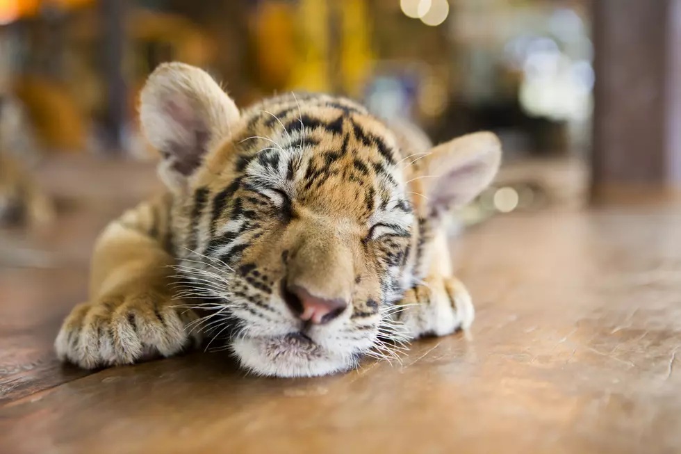 What Was a Dallas, Texas Rapper Doing With a Tiger Cub In His House?