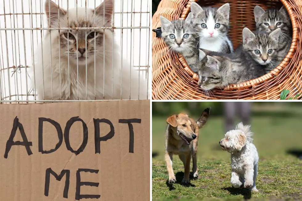 Celebrate International Cat Day In Killeen, Texas And Adopt A Fur Baby