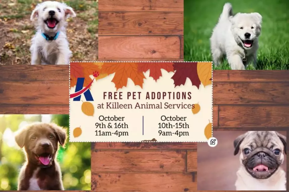 Purrfect! Killeen, Texas Offering Free Pet Adoptions This Month