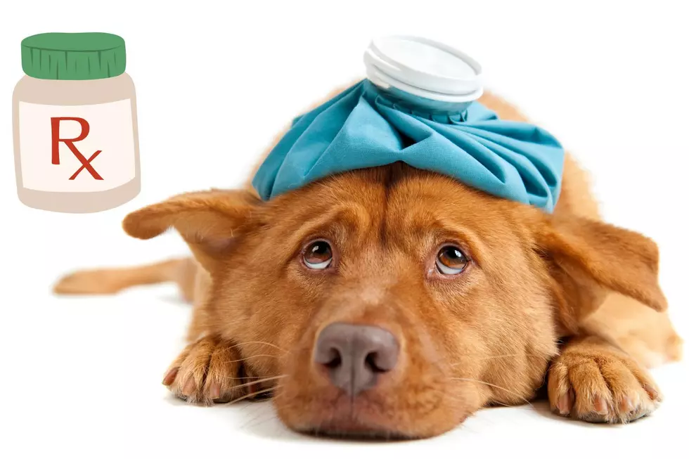 Highly Contagious Dog Flu Spreading Throughout Central Texas