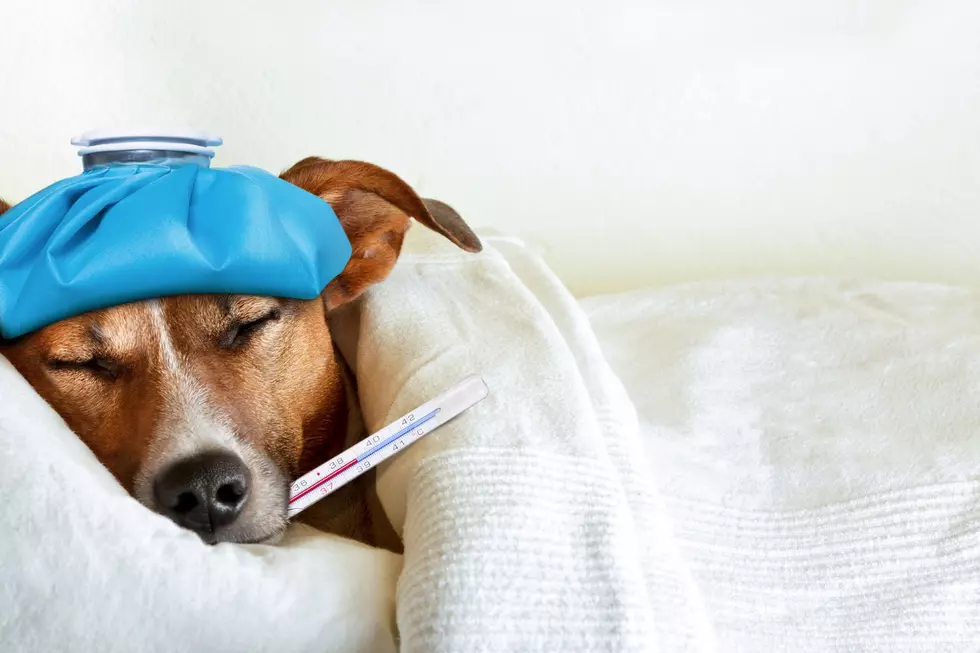 Canine Flu is Spreading Throughout Texas – Here Are the Symptoms to Watch For