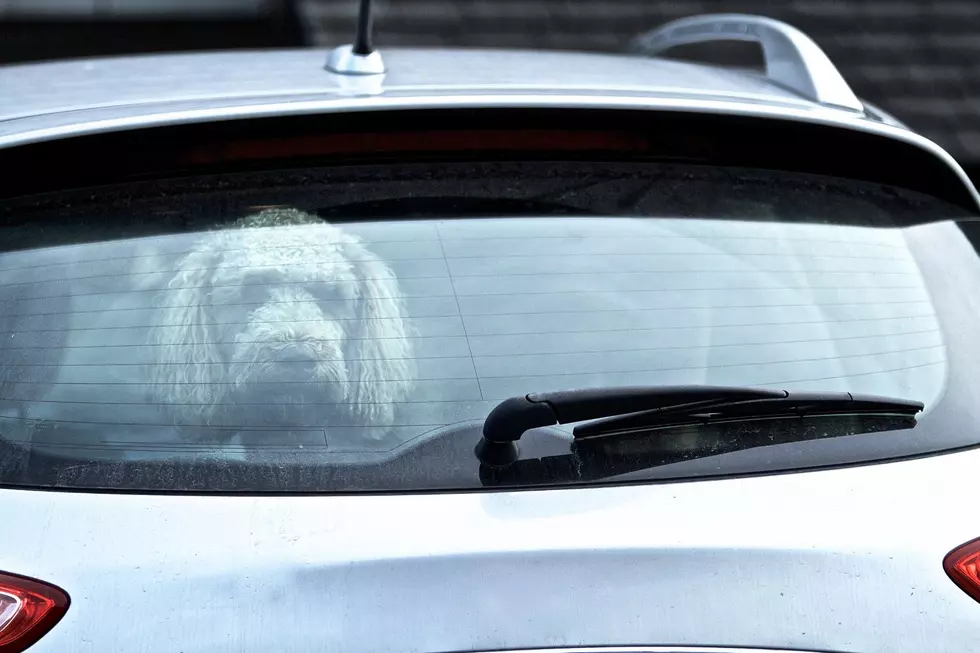Did You Know Texans Can Get Jail Time For Leaving Dogs In Cars?