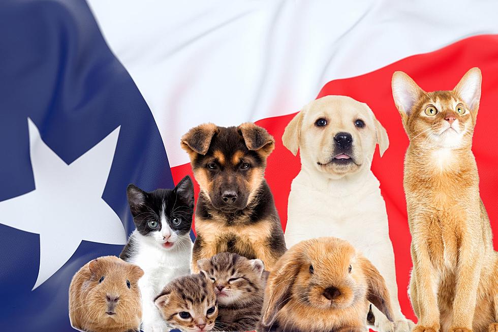 50 Texas-Inspired Pet Names That Are Way Too Adorable