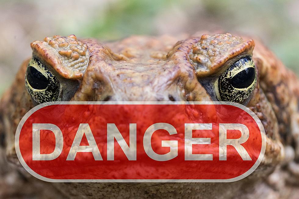 Beware! Texans Need To Be Cautious Around A Deadly Toad Found In State, Here’s Why