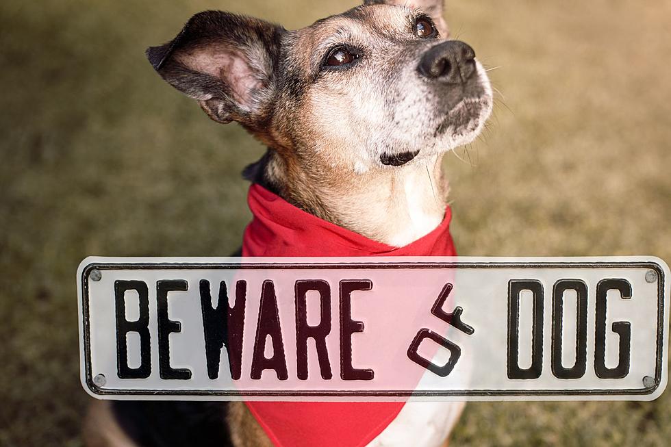 WARNING: BEWARE Of Dogs Wearing Red Bandanas In Texas It Could Save Your Life