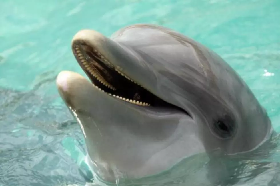 Get Ready for a Dolphin Assisted Birthing Experience