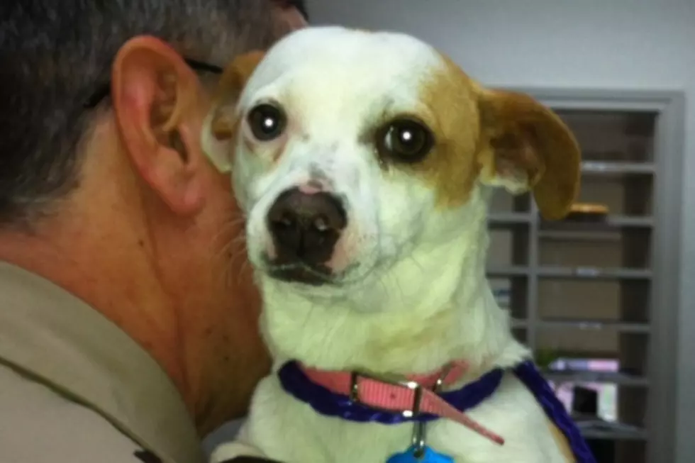Pebbles is the Pet of the Week