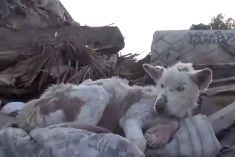 This Dog Rescue Video Will Bring You to Tears