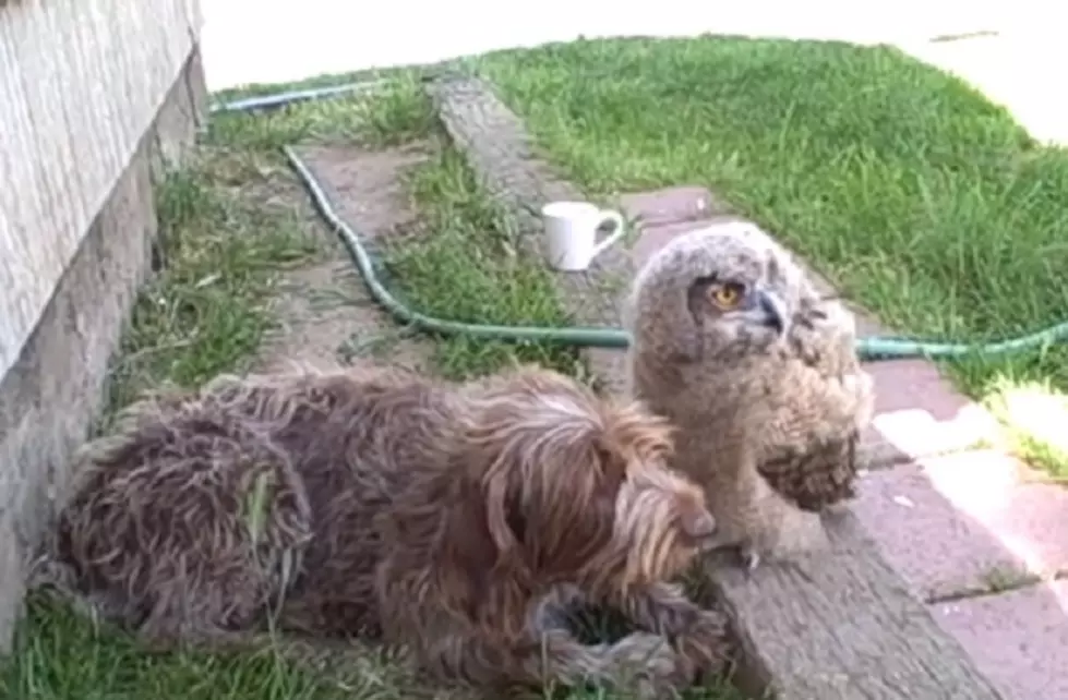 Amazing Video Displays Cross-Species Friendship Brewing Between Owl and Shaggy Dog