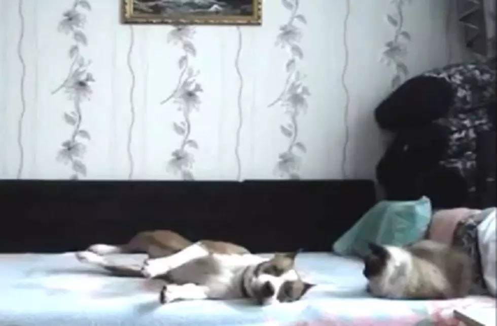 Dog Goes Nuts Enjoying the Forbidden Fruit Known as Off-Limits Furniture [Video]