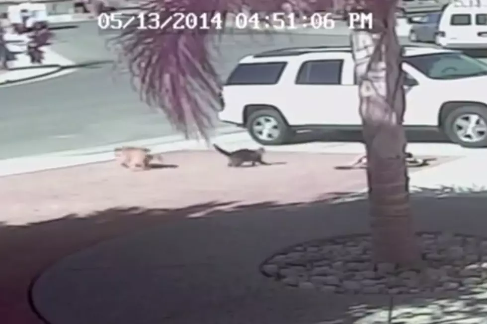 Cat Saves Child From Attacking Dog