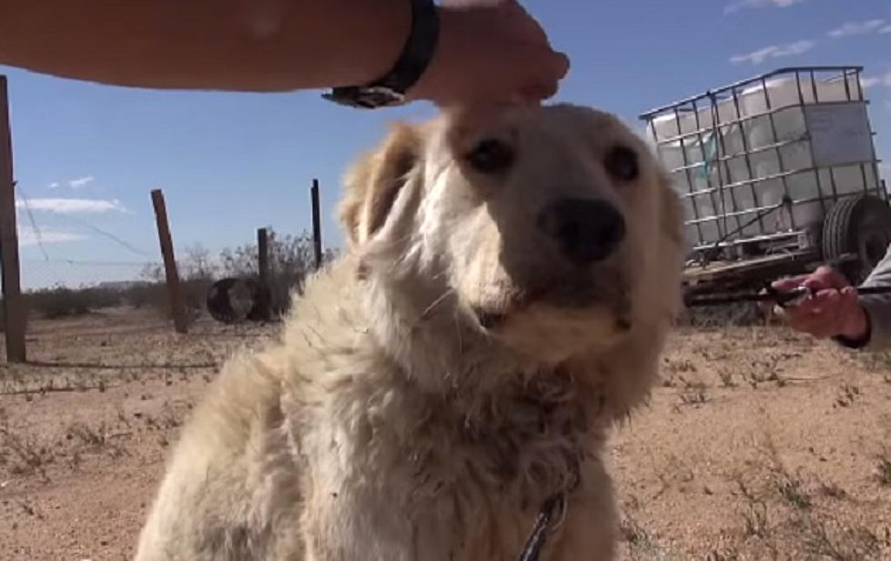 An Amazing Show of Love Toward a Family of Dogs Will Give You Hope for the Human Race