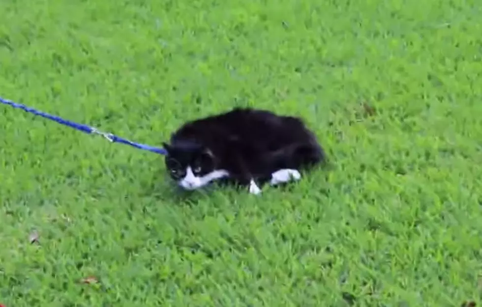 A Cat on a Leash is Exactly as Unsuccessful as You Would Expect it to be in This Video