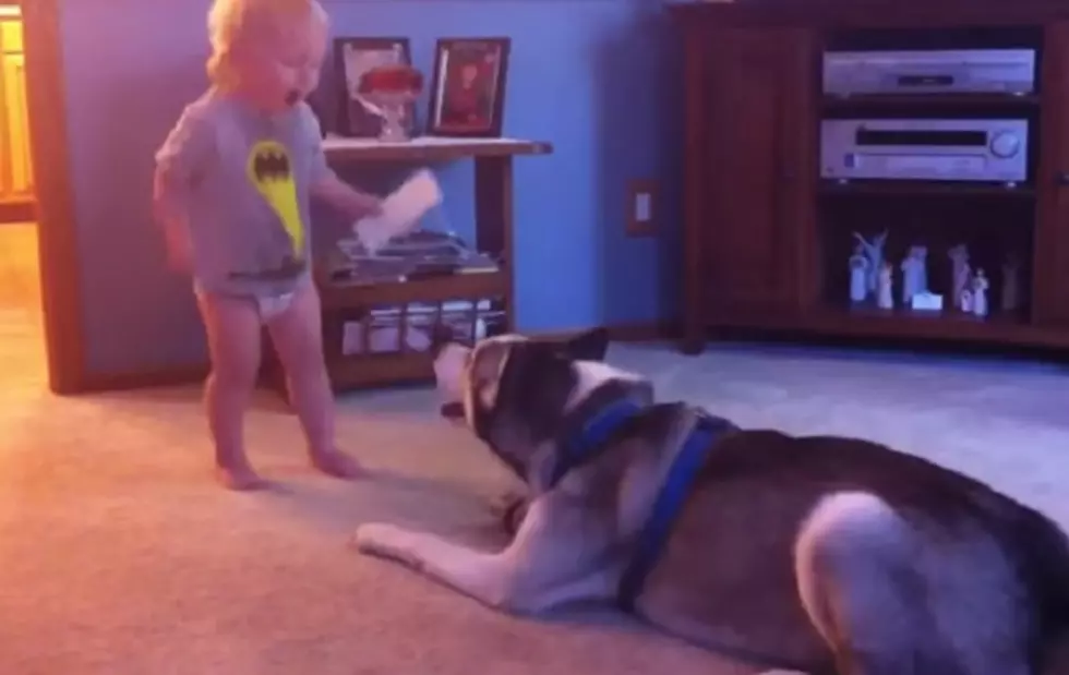 Nobody Understands a Toddler’s Language Quite Like a Siberian Husky