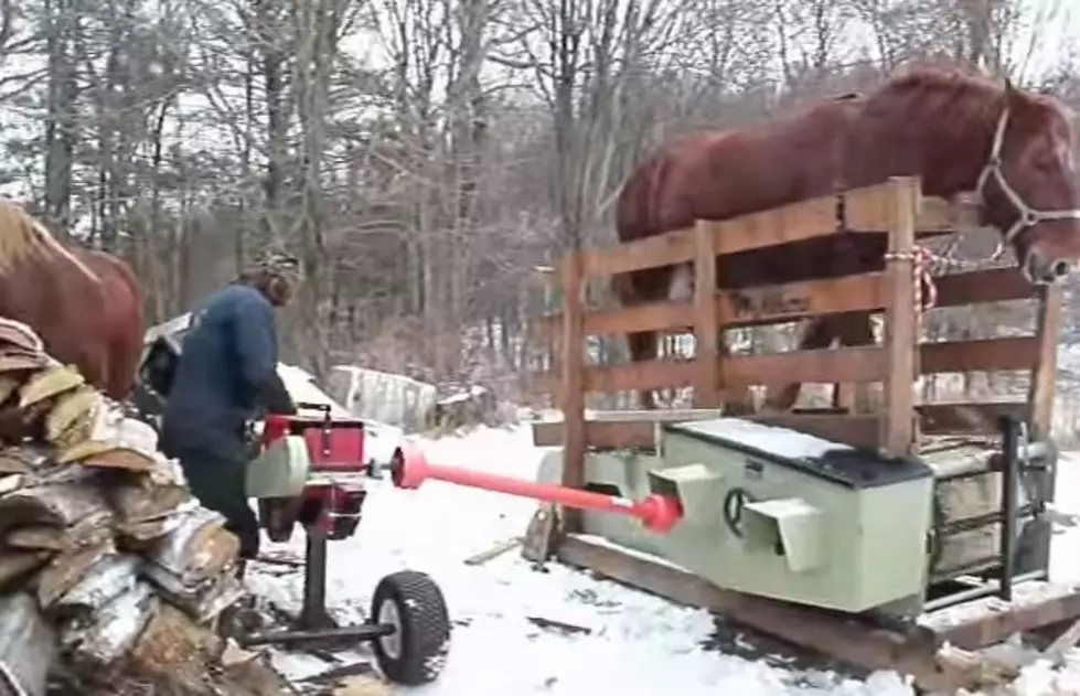 Watch This Incredible Invention at Work as a Horse Powers a Treadmill Powering a Log Splitter – Yeah, You Read That Right