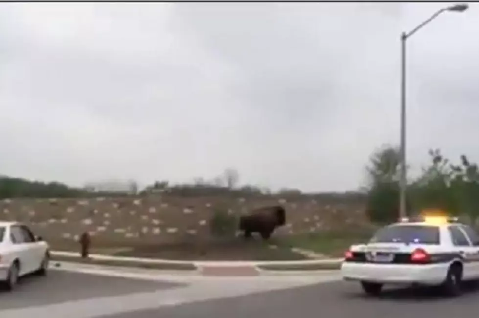 A Buffalo on the Loose Has Round Rock Police Playing the Role of Wranglers