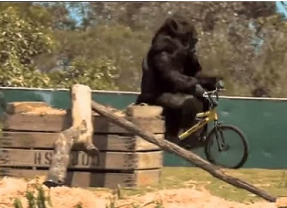Hilarious Prank Show Goes Ape… Or At Least Gorilla