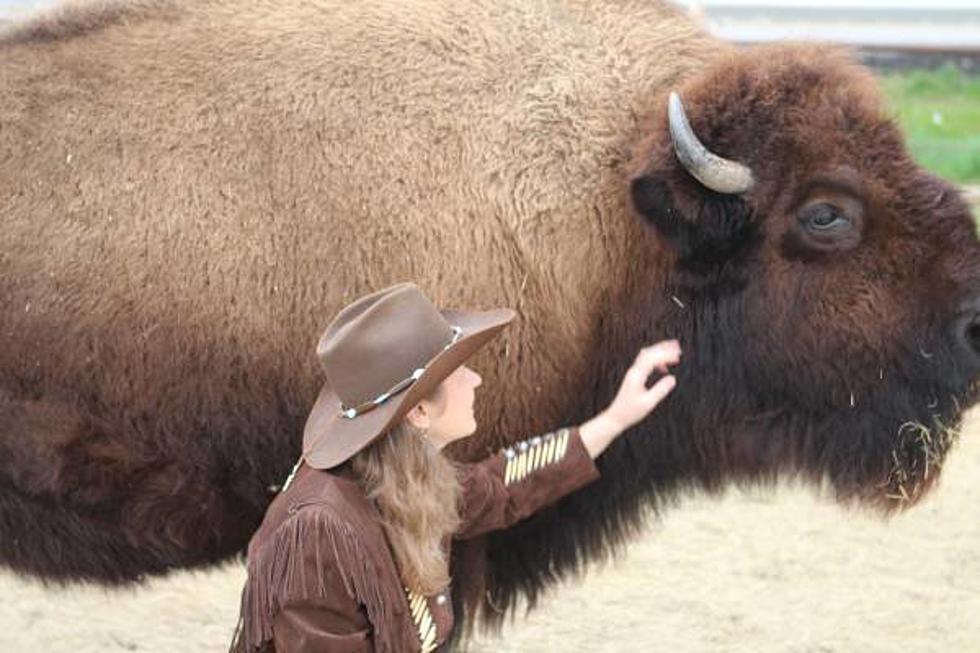 You Will Find a 1,000 Pound Bison on Craigslist Only in Texas