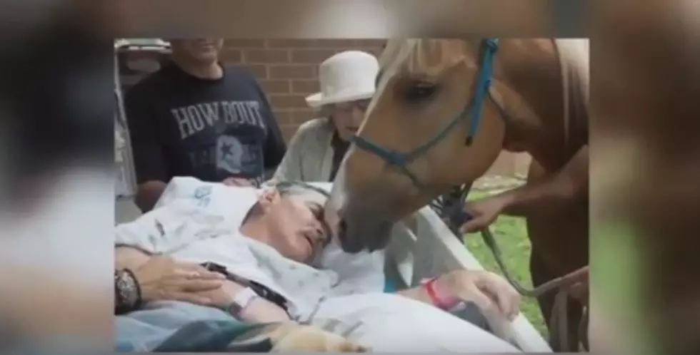 Vietnam Veteran Has Final Wish Granted, Says Goodbye to Horses in Texas