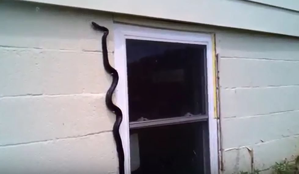 Deputy Finds 5 Foot Snake In Gatesville Courthouse