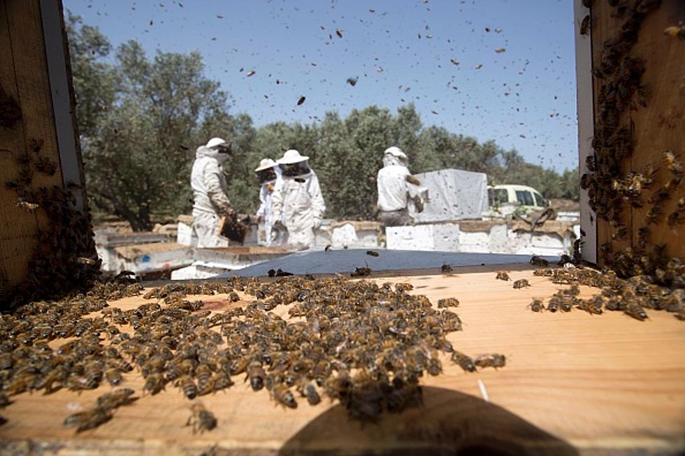 1,000-Bee Swarm Sends Killeen Man To Hospital