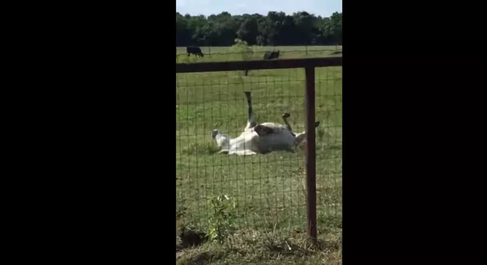 This Horse in Texas Has a Very Unique, Funny Trick to Show You