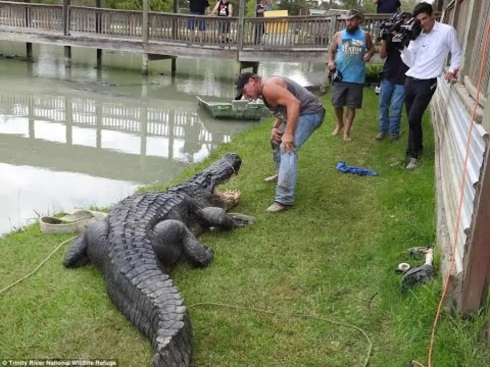 Possible Record-Breaking Gator Caught in Texas After Approaching People Who Fed It