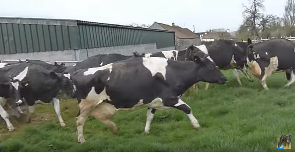 Cows Go Nuts Outside After Not Seeing Grass for 6 Months