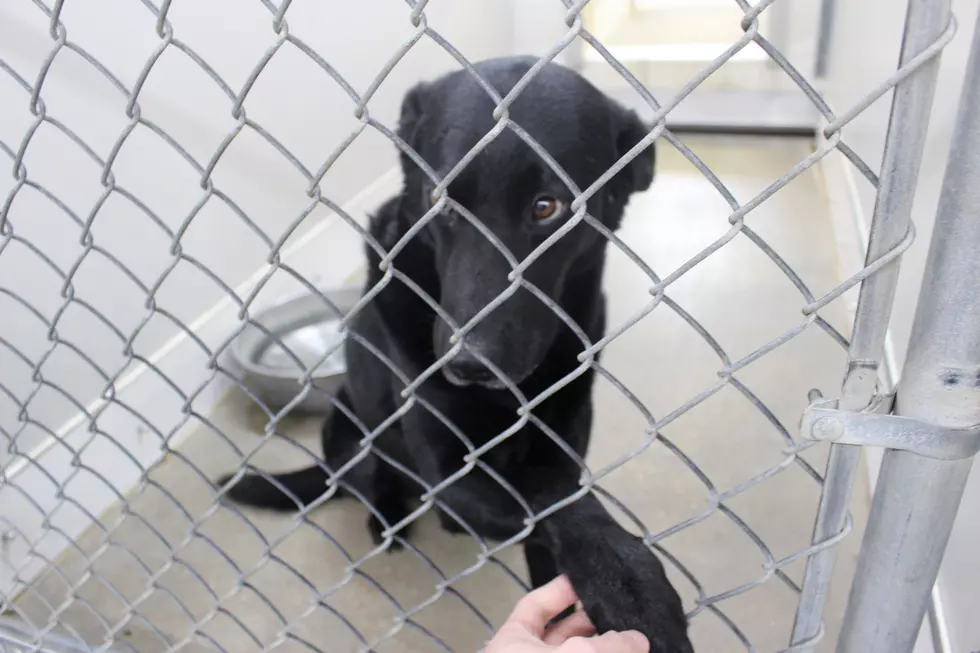 These Temple Shelter Dogs Deserve a Home, Especially During the Holidays