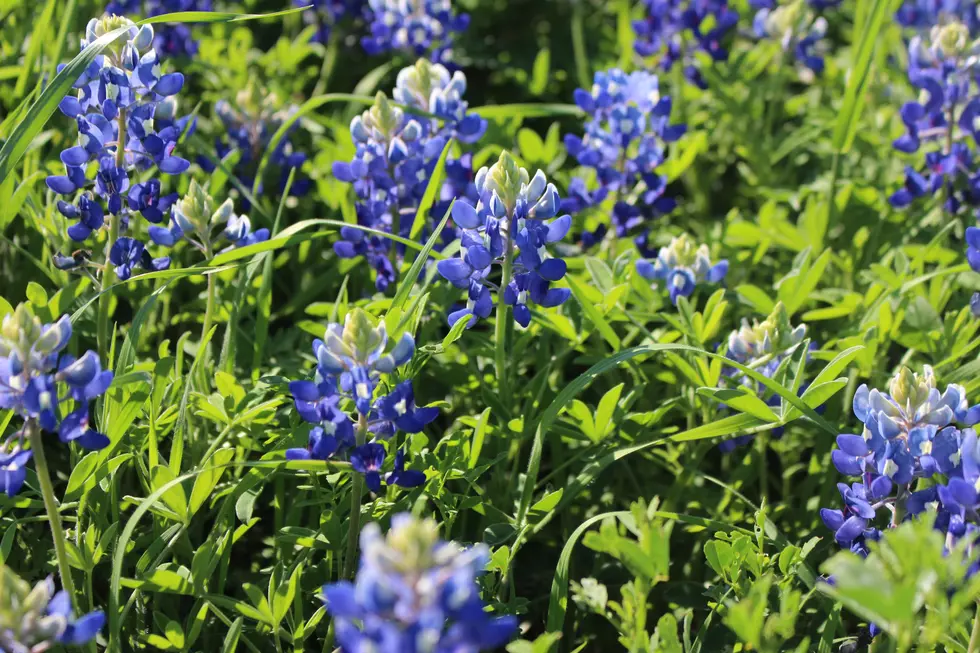 Big Bend National Park Experiencing Largest Bluebonnet Bloom in Decades