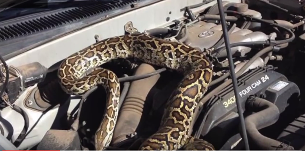 Watch this Snake Crawl Out Of A Truck Engine [Video]