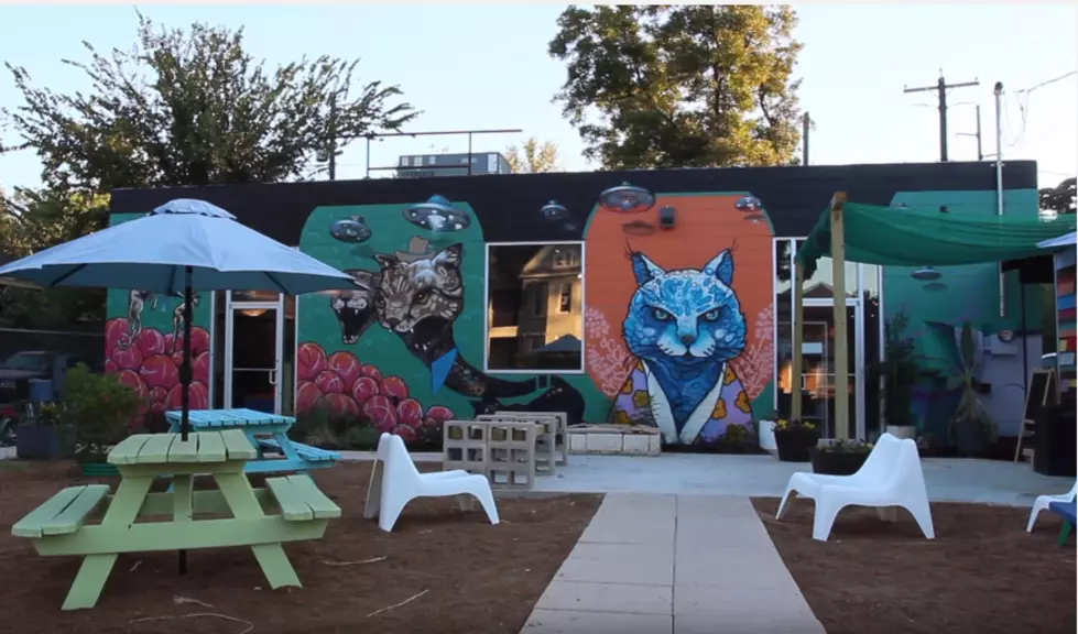 San Antonio Cat Cafe to Open this Summer
