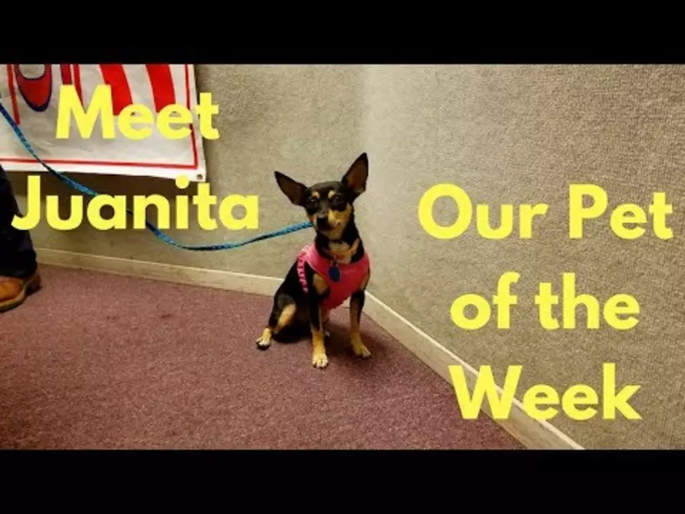 US 105 Pet of the Week: Juanita (Chihuahua)