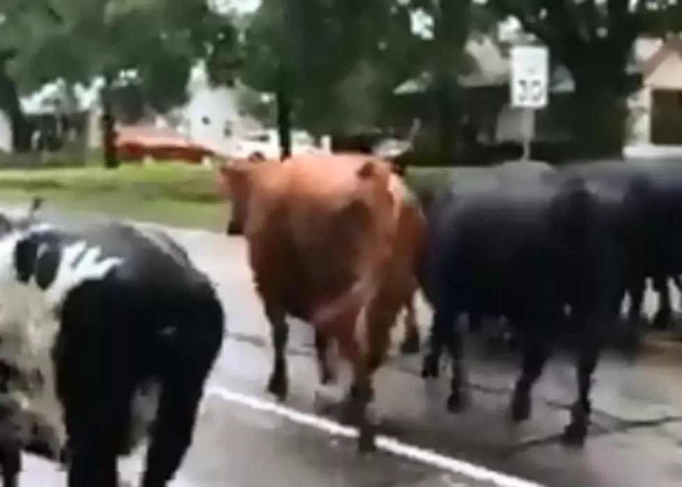 Central Texas Flooding Causes Cattle Rescue
