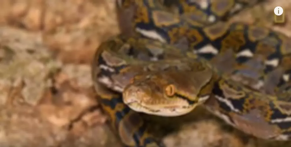 Texas Goodwill Center Finds Python in Pile of Donated Clothes
