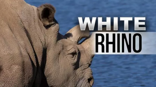 Endangered White Rhino Moves to Brownsville, Texas