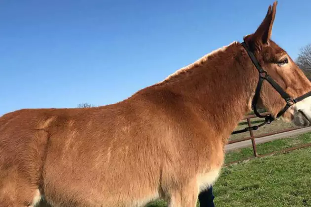 Fort Hood Mule Needs a Forever Home​